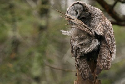 Great Gray Owl (preening)