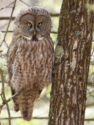 Great Gray Owl (Strix nebulosa)