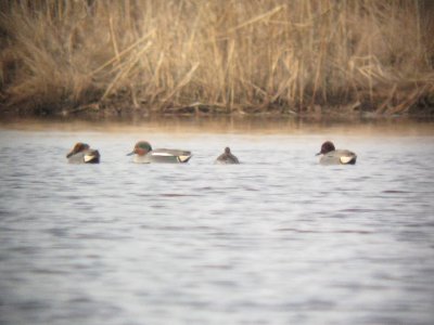 Common Green-winged Teal