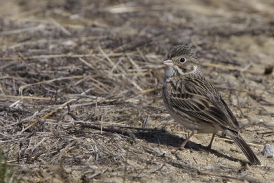 Vesper Sparrow