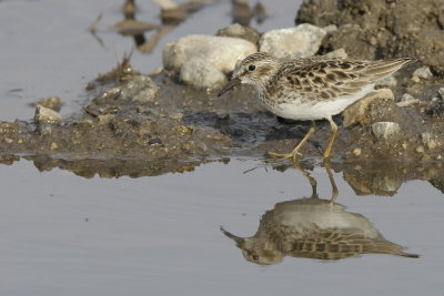 Least Sandpiper