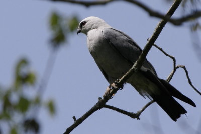 Mississippi Kite