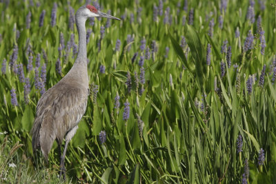Sandhill Crane