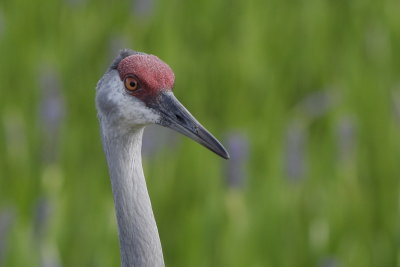 Sandhill Crane
