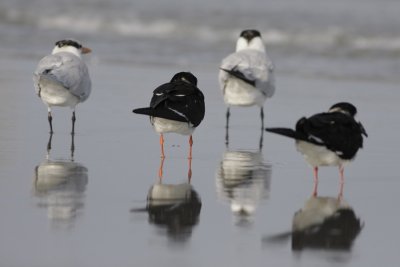 Skimmers and Terns resting