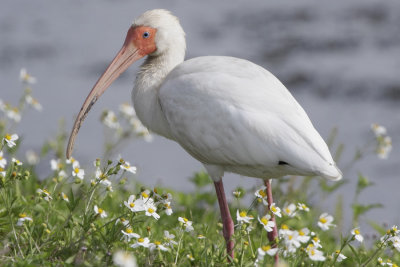 White Ibis