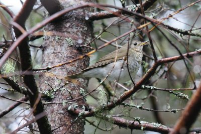 Bicknell's Thrush