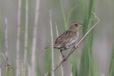 Saltmarsh Sharp-tailed Sparrow