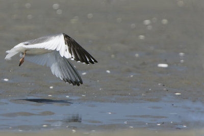 Sabine's Gull