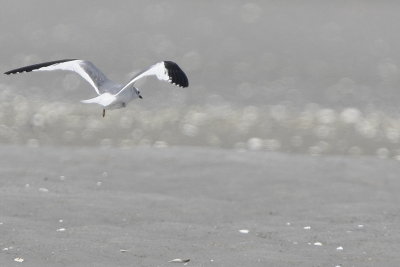 Sabine's Gull