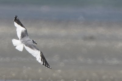 Sabine's Gull