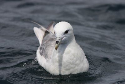 Northern Fulmar