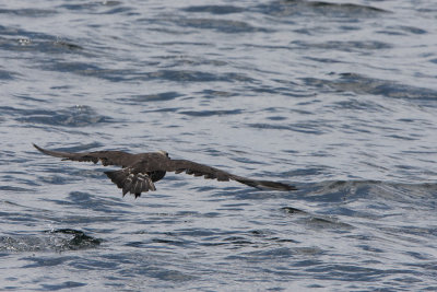 Parasitic Jaeger (Stercorarius parasiticus)