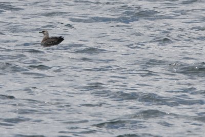 Parasitic Jaeger