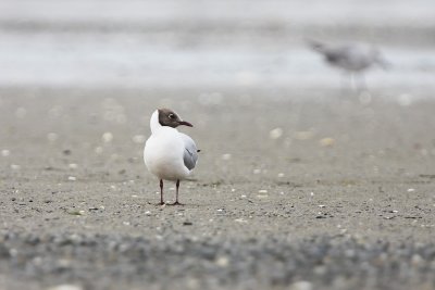 Black-headed Gull (breeding plumage)
