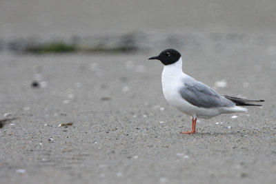 Bonaparte's Gull