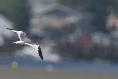 Sabine's Gull