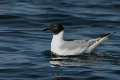 Bonaparte's Gull