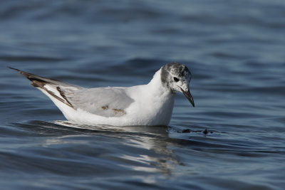 Bonaparte's Gull