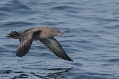 Sooty Shearwater (Puffinus griseus)