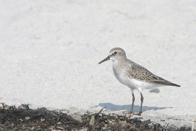 White-rumped Sandpiper (Calidris fuscicollis)