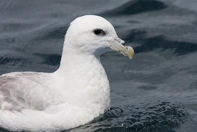 Northern Fulmar (Fulmarus glacialis)