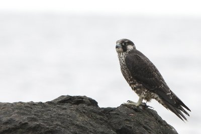 Peregrine Falcon (Falco peregrinus)