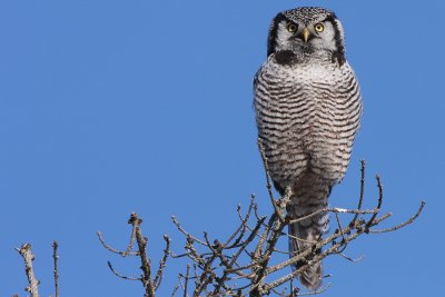 Northern Hawk Owl (Bristol, Maine)
