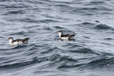 Manx Shearwater