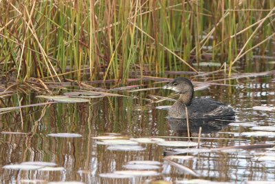 Grebes & Loons