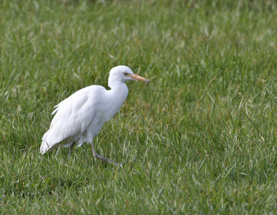 Cattle Egret