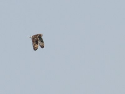 Short-eared Owl