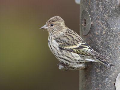 Pine Siskin (Spinus pinus)