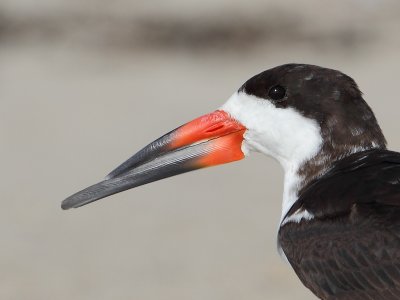 Black Skimmer