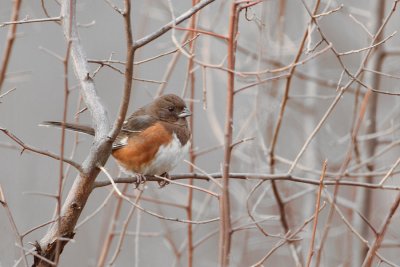 Eastern Towhee