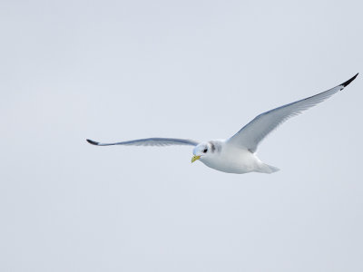 Christmas Bird Count