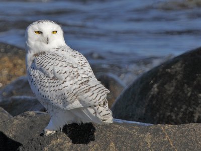 Snowy Owl (Bubo scandiacus)