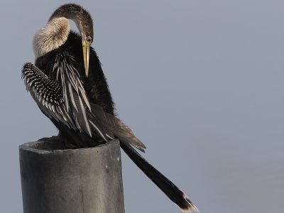 Anhinga