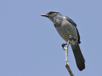 Florida Scrub-Jay