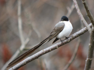 Fork-tailed Flycatcher