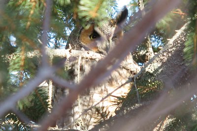 Long-eared Owl