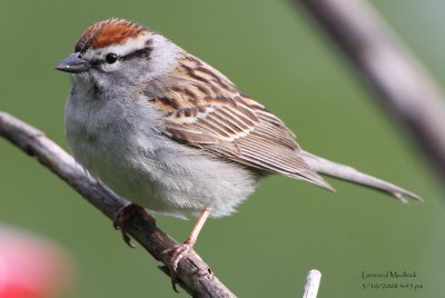 Chipping Sparrow