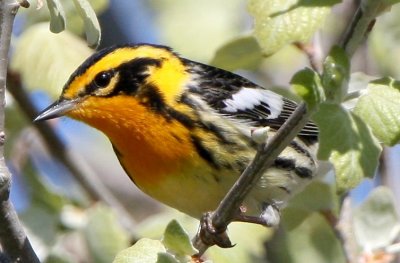 Blackburnian Warbler