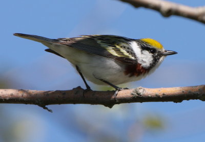 Chestnut-sided Warbler