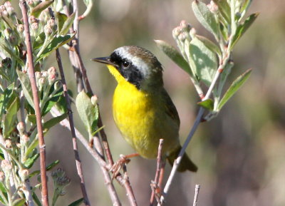 Common Yellowthroat