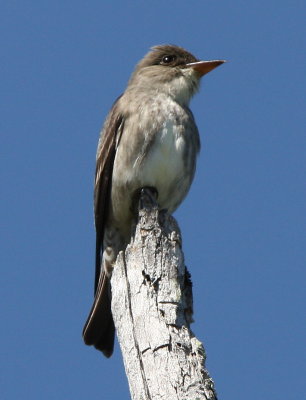 Olive-sided Flycatcher