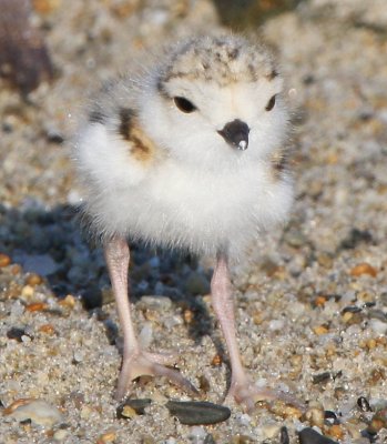 Piping Plover (with egg tooth)