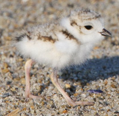 Piping Plover