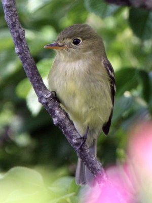 Yellow-bellied Flycatcher