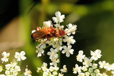 Mating pair / Præstebiller i parring